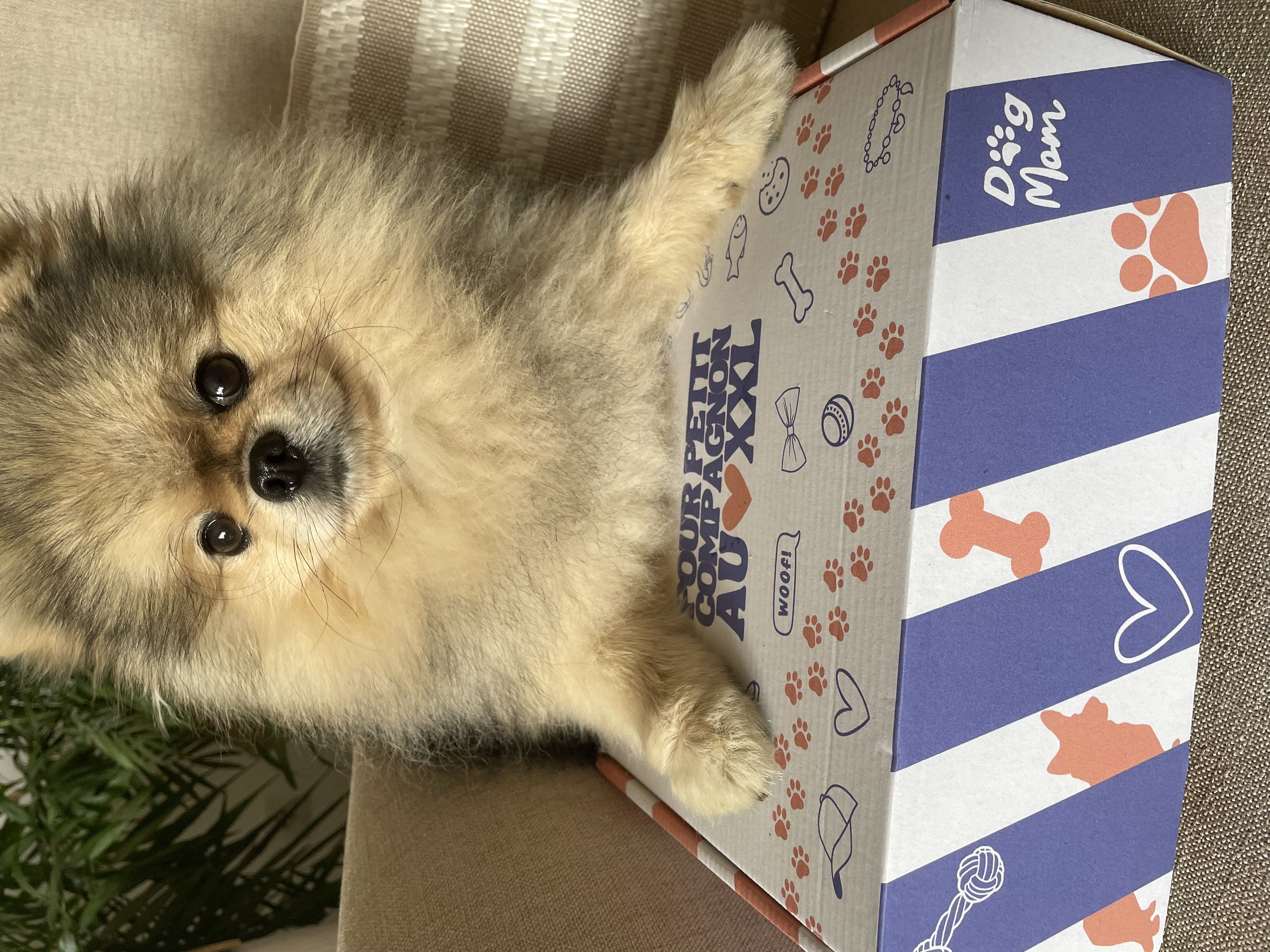 Projet ITSY BITSY DOG BOX