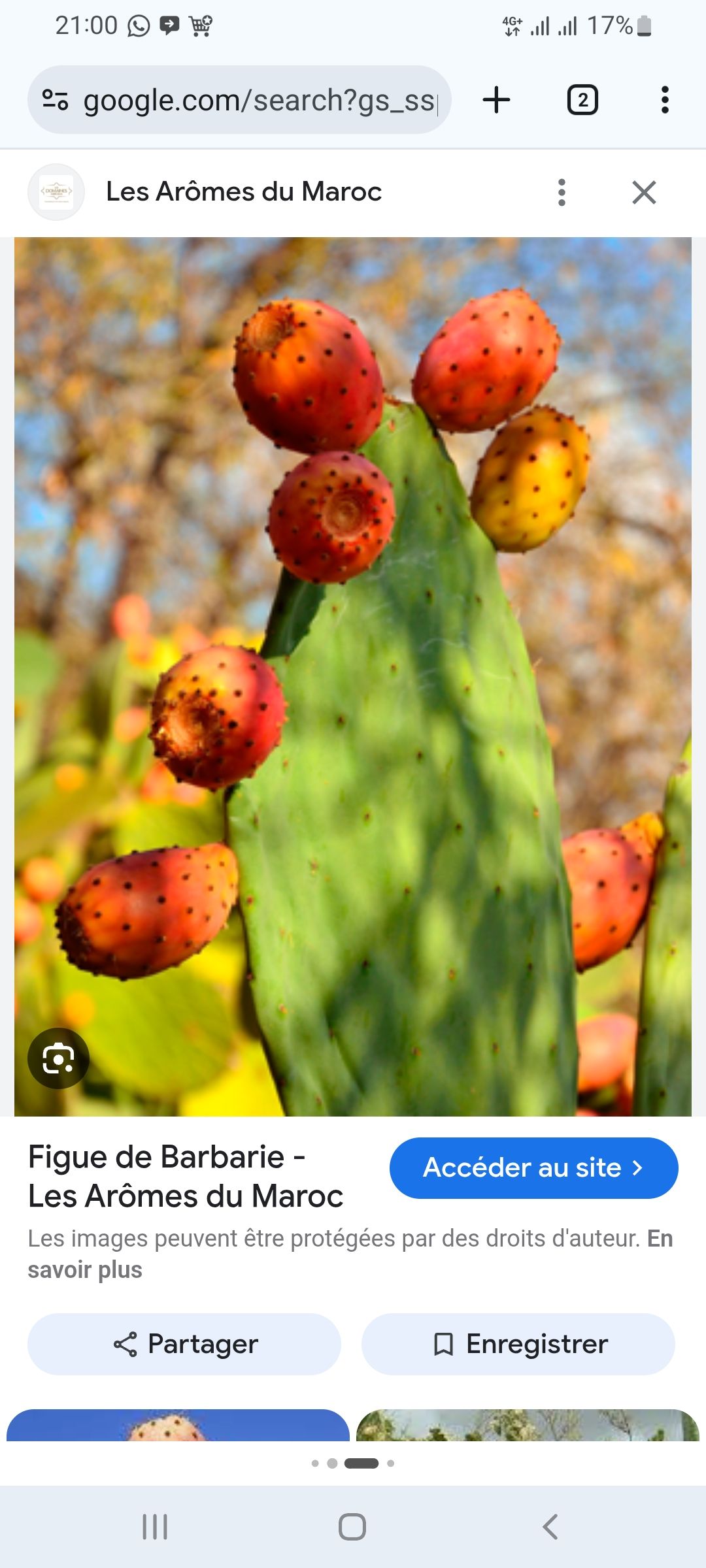 Plantation de fig barbarie 